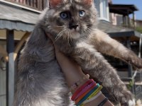 SAF KAN, LO ŞECERELİ DEV BOY KEDİLER 6 YILLIK TECRÜBE