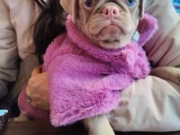 Pink Pug Dişi Yavru
