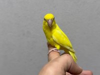 FORPUS YAVRU PAPAĞANLARI GÖNDERİM SAĞLANIR