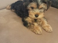 3 Aylık Dişi Oyuncu Yorkshire Terrier