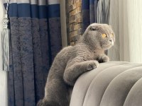 Scottish fold dişi 1,5 yaşında sağlıklı kedimiz