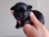 Şivava köpeklerimiz yeni yuvalarını arıyorlar