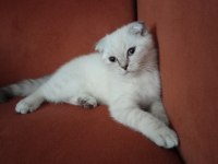 Kırık Kulak Dişi Kedimiz Yeni Sahibini Bekliyor