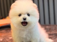 KARBEYAZ DİŞİ POMERANİAN BOO