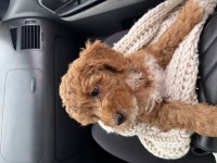 Toy poodle köpeğimiz