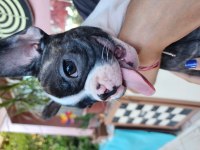 SAFKAN GÜZELLİK FRENCH BULLDOG