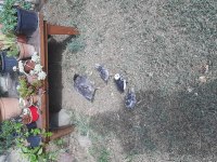 Ispec hint kırması tavuk ve 3 civcivi