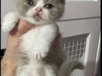 Bi color bebeklerimiz