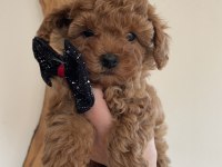 ŞİRİN SURAT MİNİK BOY TOY POODLE YAVRULAR