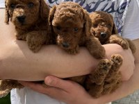 Kore Kan Poodle yavrular
