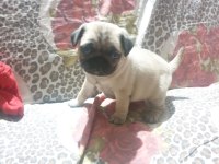 Gül kuyruk sıfır burun pug