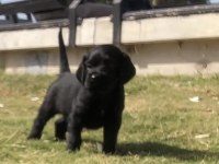 İngiliz Cocker Erkek Bebeğim İzmir Güzelyalı