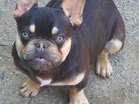 Show kalitede lilacandtan Chocotan FRENCH Bulldog yavruları
