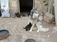 MASKELİ MAVİ GÖZLÜ SAFKAN HUSKY YAVRULAR