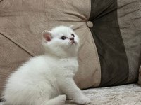 Safkan british shorthair açıklamayı okuyun lütfen