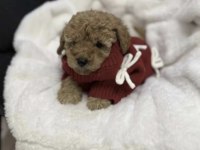 Toy Poodle Yavruları