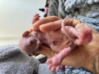 3 adet orijinal mavi göz sphynx