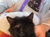 KEDİMİZ CIVIK YUVA ARIYOR
