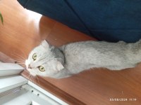 Çok güzel scottish fold kızımız için yuva arıyoruz