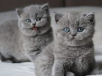 Tombul Kedimiz Gri British Shorthair 