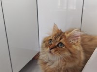 Çok sevecen Golden black british longhair 4 aylık yavru