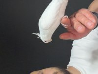 Albino çifti sultan papağanı