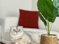 Ailemizin Bir Parçası Kedimize En Güzel Yuvayı Arıyoruz