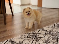 Bir Yaşında Teacup Teddy Bear Uysal Eğitimli Dişi Pomeranian