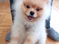 11 Aylık Erkek Pomeranian