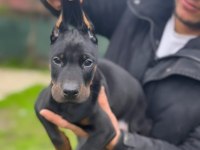Üst kalite erkek doberman yavrularımız