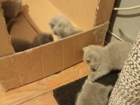 British shorthair dişi ve erkek yavru