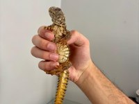 ÇİFT UROMASTYX YASAL ÇİPLİ