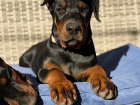Dişi erkek doberman kapıda ödemeli güvenli sistem