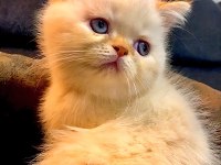 GÜZEL İRAN KEDİSİ YAVRULARIMIZ YENİ AİLESİNİ BEKLİYOR