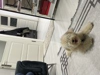 8 aylık maltipoo