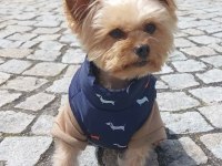 Uyguna wc eğitimli bakımlı köpeğimiz
