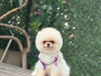 Tea Cup Pomeranian Boo Kızımız