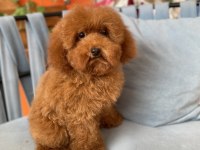 RED BROWN TOY POODLE