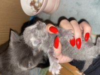 British shorthair 3 haftalık