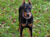 Izin belgeli üretim çiftliğinden doberman kapıda öde