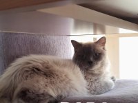 Muğla/Dalaman 2 aylık British Longhair Dişi