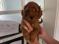 Red Brown Poodle Yavrularim Orijinal