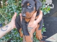IRK VE SAĞLIK GARANTİ SAF KAN DOBERMAN YAVRULARIMIZ