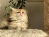 Şecereli ny12 british longhair