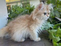 Golden British Longhair