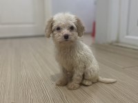 MALTİPOO VE TOY POODLE KIRMASI 2 AYLIK YAVRU