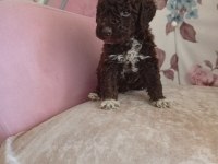 Çikolata poodle bebişler