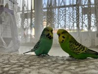 İngiliz erkek muhabbet kuşu
