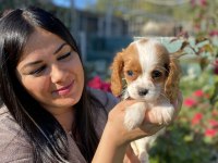 Harika cavalier king charles yavrularım