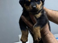 Orijinal rottweiler yavruları